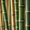 Bambou